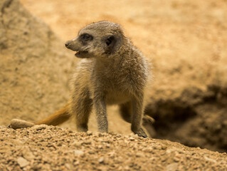 Fototapeta premium Suricate