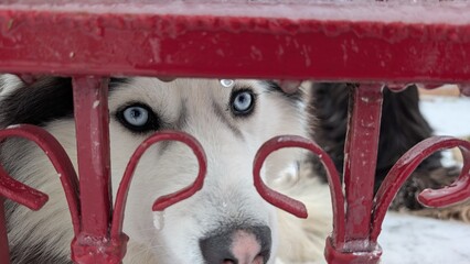 Focused husky displaying intense blue ocular features vividly © my1px