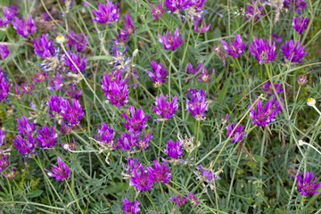Obraz premium Astragalus onobrychis is a plant species belonging to the genus Astragalus.