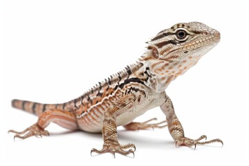 Obraz premium A captivating closeup studio shot of a juvenile water dragon, its scales detailed against an undoctrined backdrop.