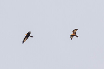 Greifvogel - zwei Milane im Flug