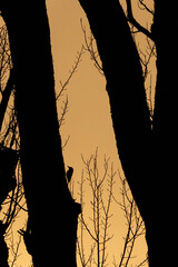 Silhouette von einem Specht am Baum