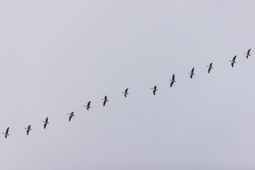 Gänse im Flug © Christina Pichler