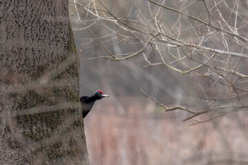 Schwarzspecht an einem Baumstamm