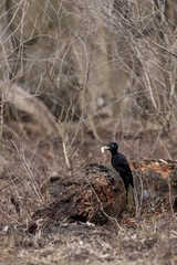 Schwarzspecht mit einem Engerling im Schnabel