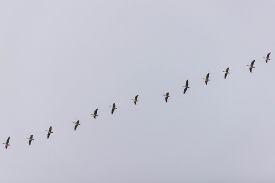 G&auml;nse im Flug