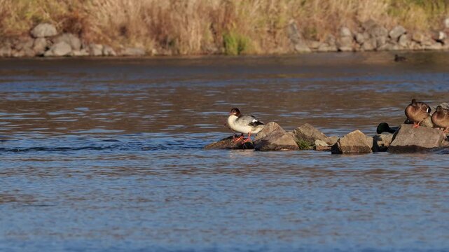 A merganser sitting on a stone on the Narew River in Poland