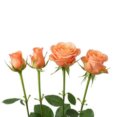 Three peach roses with green stems and leaves isolated on transparent background