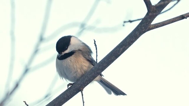 Close up of a Chickadee on a branch, bobbing left and right.  Flies away at the end.