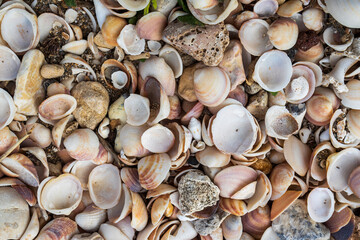 Top view of various small seashells and pebbles on the beach.