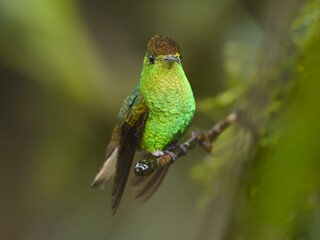 Fototapeta premium Male Coppery-headed Emerald perched on a branch, Costa Rica