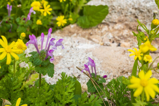 Wild purple and yellow flowers growing near a stone. Lamium amplexicaule, commonly known as henbit dead-nettle,