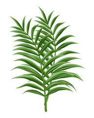 Green palm tree leaves isolated on white background transparent background