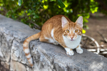 Obraz premium Red ginger tabby cat sitting on a stone wall and looking at the camera.