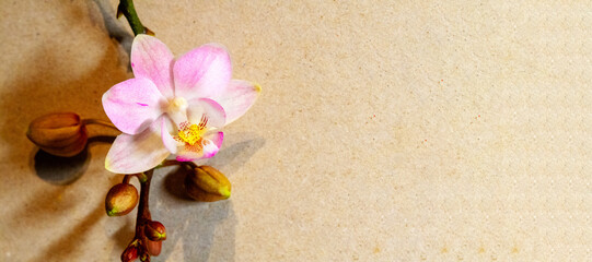 Orchidee Orchideenbl&uuml;te