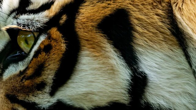 Close-up sequence of tigers intense yellow eye with black stripes and whiskers. Fierce wildlife animal gaze in three frames showing subtle focus shifts for nature documentary concept.