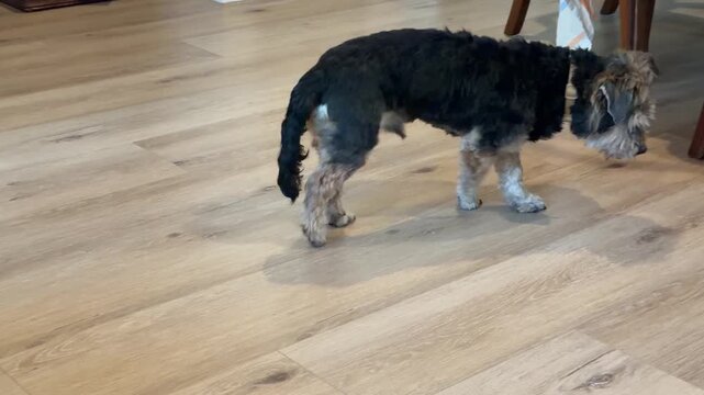 Cute dog with cognitive dementia decline walks in circles