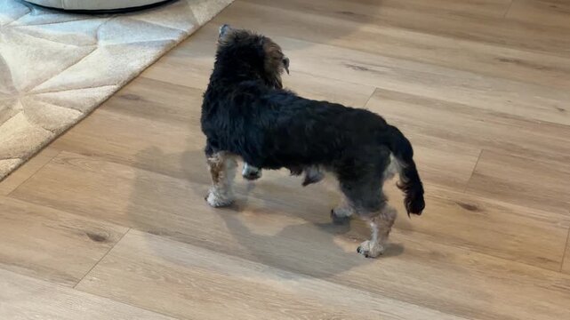 Cute dog with cognitive dementia decline walks in circles