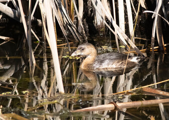 Pied-billed Grebe in Swamp