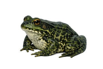 Fototapeta premium Green bullfrog with spotted skin and golden eyes sitting, amphibian wildlife animal, transparent background
