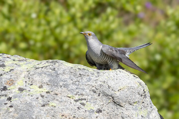 Common cuckoo resting on a rock in Jotunheimen National Park during a sunny day in Norway