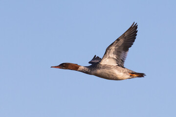 Female common merganser soaring over Eempolder in Eemnes, Netherlands showcasing graceful flight