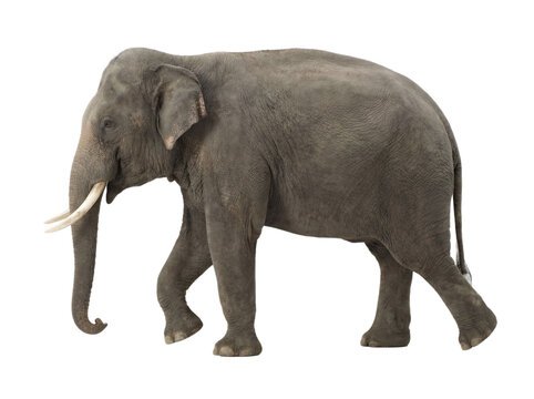 Asian elephant walking, side view, isolated on transparent background (PNG)
