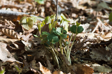 ブナの実生と本葉春のブナ林