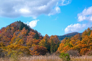 Fototapeta premium 日本の秋の風景