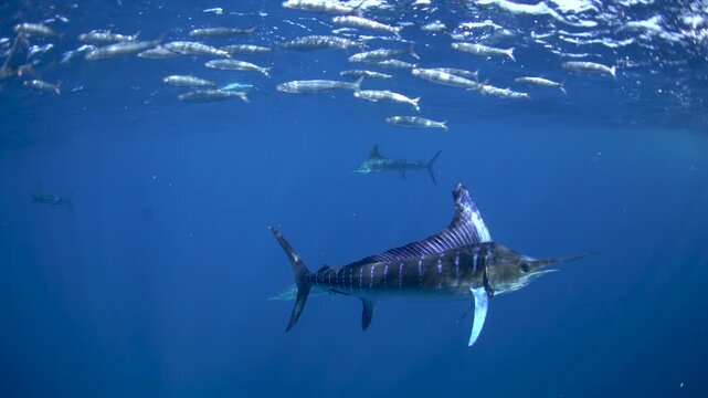 Striped marlins are hunting a small sardines. One of the fastest fish in the ocean. Fish with the long sword on their head.