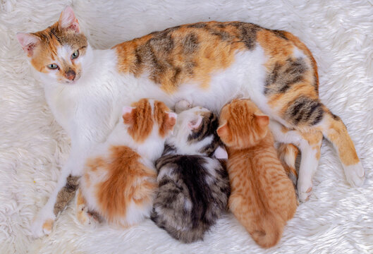 Pet animal; cute kitten baby cat and mother cat