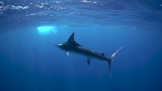 Striped marlins are hunting a small sardines. One of the fastest fish in the ocean. Fish with the long sword on their head.