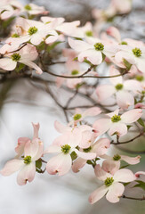 Fototapeta premium LIght Creamy Pink Flowers of Pink Dogwood. Cornus florida pink in bloom
