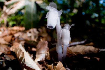 森の中にひっそりとギンリョウソウ