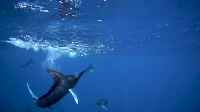 Striped marlins are hunting a small sardines. One of the fastest fish in the ocean. Fish with the long sword on their head.