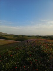 Fototapeta premium Poppy Field with Green Hills and an Anonymous Person Standing Among Flowers