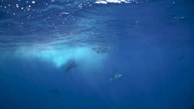 Striped marlins are hunting a small sardines. One of the fastest fish in the ocean. Fish with the long sword on their head.