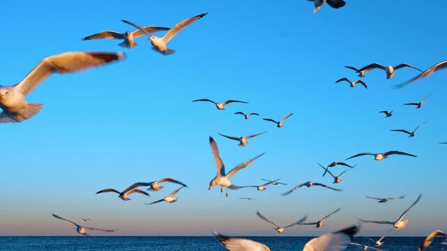 Seagulls fly in the blue sky at sunset. Multiple wild birds approach camera fearlessly.