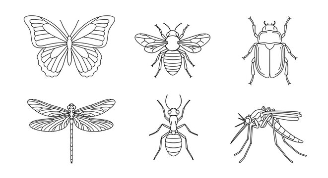 A set of six different insect line drawings on including butterfly, bee, beetle, dragonfly, ant, and cricket