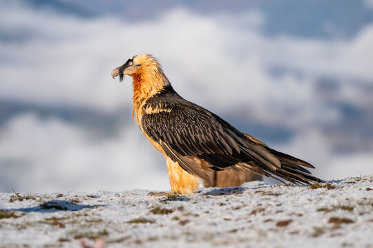 Bearded vulture on the summits of the Spanish Pyrenees