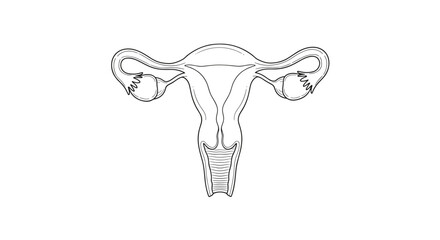 Detailed anatomical illustration of a female reproductive system focusing on the uterus and ovaries