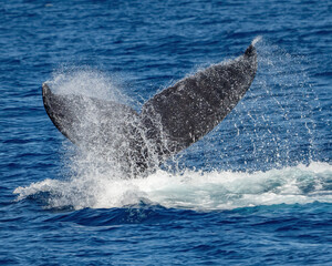 Fototapeta premium Humpback Whale activity off Maui Hawaii