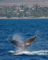 Naklejka premium Humpback Whale activity off Maui Hawaii