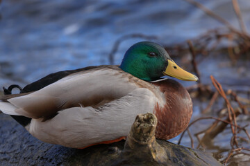 Obraz premium Colvert sur son tronc au milieu de la Loire