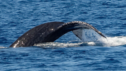 Obraz premium Humpback Whale activity off Maui Hawaii