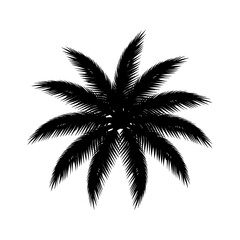 Obraz premium palm tree silhouette fanned fronds from a top-down aerial view evoking tropical summer holidays and relaxing vacation escapes.
