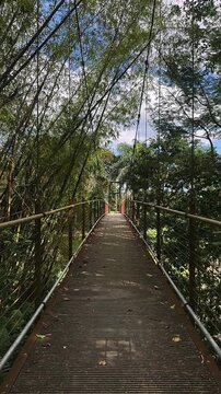 suspension footbridge pathway surrounded by dense bamboo and tropical forest canopy