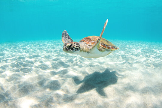 Curious green sea turtle swimming over sunlit sandy seabed with shadow in clear tropical ocean water, shallow Caribbean underwater wildlife scene