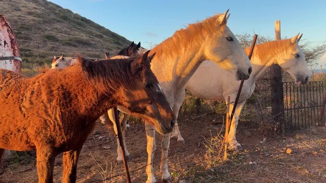 Three beautiful horses with flowing manes in the rays of the setting sun on the island of Saint Martin in the northeastern Caribbean.