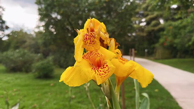 bright yellow canna lily flowers with red speckles blooming in a green garden landscape